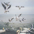 Mangan,dan - More Or Less - Music CD