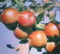 Tvam - Psychic Data - Music CD
