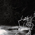 Liar,flower - Geiger Counter - Music CD