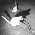 Amini,siavash - Mimesis Of Nothingness - Vinyl Record