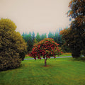 Foothills Music CD