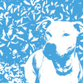 Jenna & Pups / The Hirs Collective - Split - Vinyl Record