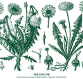 Maioli,walter & Nirodh Fortini - Taraxacum - Music CD
