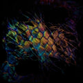 Vaura - Sables - Music CD