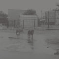 Nivhek - After Its Own Death / Walking In A Spiral Towards - Vinyl Record