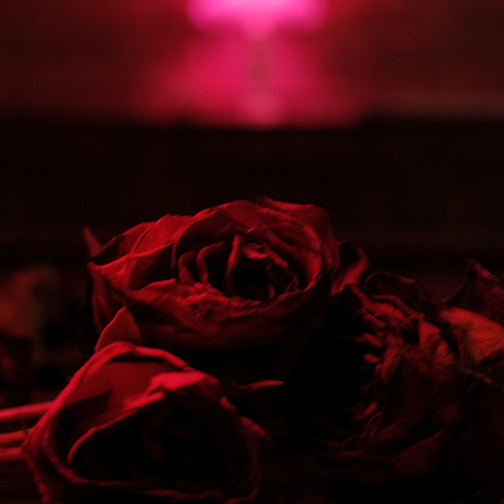 The Paper Kites - Roses [LP]