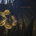 Placid Angles - Touch The Earth - Vinyl Record