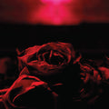 Paper Kites - Roses - Music CD
