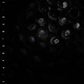 Crumb -  Ice Melt [LP]