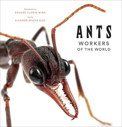 Rice,eleanor Spicer / Niga,eduard Florin - Ants - Books