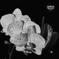 Assorted Orchids [LP] Vinyl Record