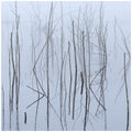 Olhava - Frozen Bloom - Music CD