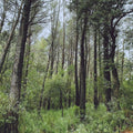 Evergreen Oak (Spa) [LP] Vinyl Record