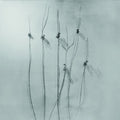Muhd - Dilogia - Music CD