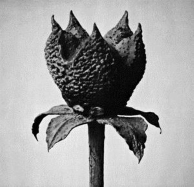 Masayoshi Fujita - Book Of Life (Dl Code) - LP Vinyl