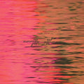 Dead Reflection