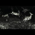 Wordcolour - Trees Were Buzzing And The Grass - Vinyl Record