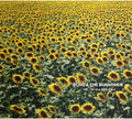 Echo & The Bunnymen - Me I'm All Smiles - Music CD