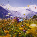 Wet Wings - Glory Glory - Music CD