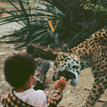 Unknown Mortal Orchestra - V [2LP]