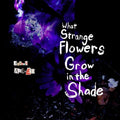 Allred,joseph - What Strange Flowers In The Shade - Vinyl Record