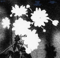 Loma Prieta - Last [Crystal Clear]