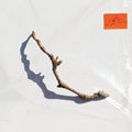 Harvey,pj - I Inside The Old Year Dying - Vinyl Record