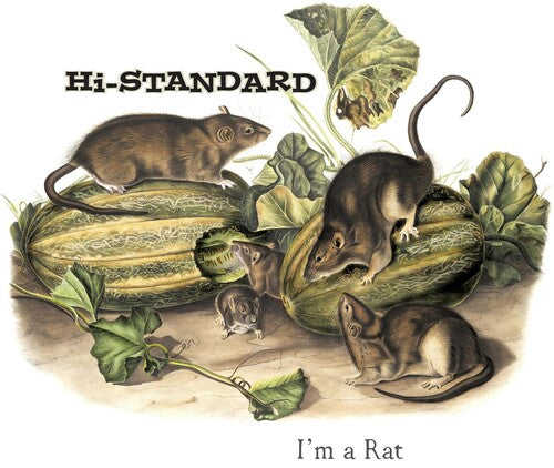 Hi-standard - I'm A Rat - Vinyl Record