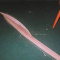 Tarentel - Ephemera - Music CD