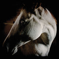Brother Dege - How To Kill A Horse - Music CD