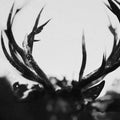 Ihsahn - Black Yolk (Blk) [Colored Vinyl] Vinyl Record