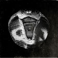 Mommyheads - Genius Killer - Vinyl Record