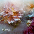 Tinlicker - Cold Enough For Snow - Vinyl Record