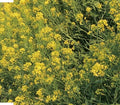 Sayonara Boy - Haruda Haruda Haruda (it's Spring It's Spring It's - Music CD