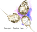 Anthropods - Abundant Shores - Music CD