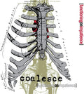 Coalesce - Functioning On Impatience - Vinyl Record