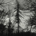 Curse All Kings - Feral Earth - Vinyl Record
