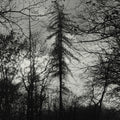 Feral Earth [LP] Vinyl Record