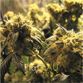 Plateau - Kushbush - Vinyl Record