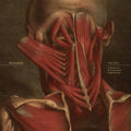 Borusiade - Fall: A Series Of Documented Experiences - Vinyl Record