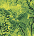 Lettuce - Monorail 3000 B/w Star Children - Vinyl Record