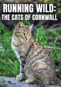 Running Wild: The Cats Of Cornwall - Running Wild: The Cats Of Cornwall - DVD