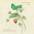 Arai,akino - Botanical Note - Music CD