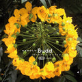 Avalon Sutra (Bonus Cd) [Limited Edition] Vinyl Record