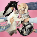 Teikoku,kinoko - Neko To Allergy - Vinyl Record
