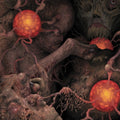 Sheol 4-Way Split - Sheol 4-Way Split [CD]
