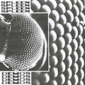 Spleen - Demos - Vinyl Record