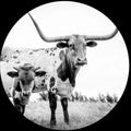 Mike Flanigin - West Texas Blues (Pict) (Pcrd) [LP]