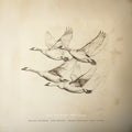 Near The Pond - Wild Geese - Vinyl Record