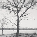 Friebe,rico - Maintenant - Music CD
